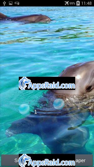 Zamob Dolphin