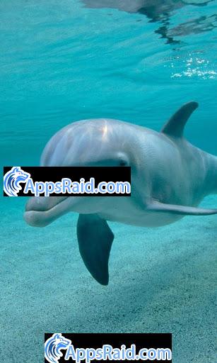 Zamob Dolphins HD live wallpapers