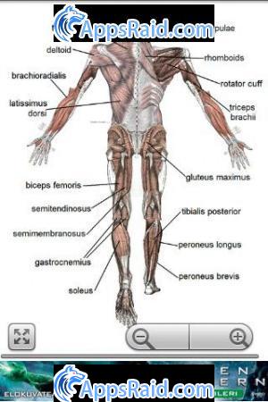 Zamob Human anatomy