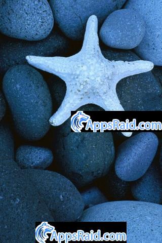 Zamob Magic touch Starfish in water