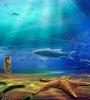 Zamob 3D aquarium live wallpaper HD