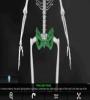 Zamob Bones Human 3D anatomy