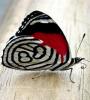 Zamob Butterflies Live Wallpaper