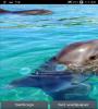 Zamob Dolphin