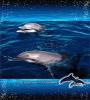 Zamob Dolphin Pop 3d Live Wallpaper