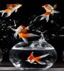 Zamob Flying Fish Live Wallpaper