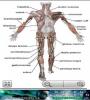 Zamob Human anatomy