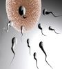 Zamob Increase Your Sperm Volume