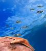 Zamob Ocean Fish Live Wallpaper