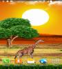 Zamob Safari Live Wallpaper