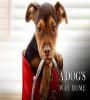 A Dog's Way Home (2019) FZtvseries