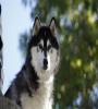 Houston the Alaskan Malamute stars as Chinook in, Against The Wild. FZtvseries