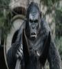 Dawn of the Planet of the Apes (2014) FZtvseries