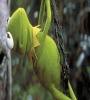 Kermit's Swamp Years (2002) FZtvseries