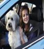 Still of Pudsey in Pudsey the Dog: The Movie (2014) FZtvseries