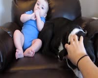 Zamob Dog Runs Away When Baby Poops