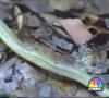 Zamob Baby King Cobra Eating Olive Water Snake