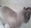 Zamob buju - my lovely cat