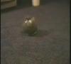 Zamob Cat In A Jar