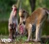 Zamob Jacquie Lee - It's Our World (From Disneynature's Monkey Kingdom )