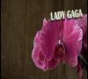 Zamob Lady Gaga - Paparazzi