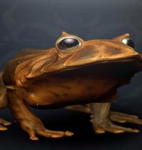 Zamob 3d Illustration Frog