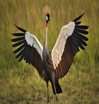 Zamob African Crowned Crane