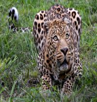 Zamob African Leopard