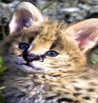 Zamob African serval cute kitten