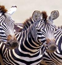 Zamob africa zebra