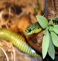 Zamob A Green Snake 2