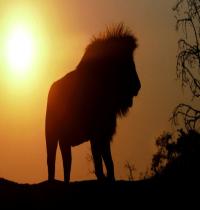 Zamob alone lion