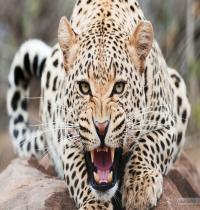 Zamob Amazing Cheetah