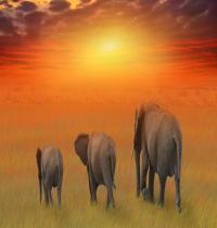 Zamob Amazing Elephant Family
