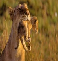 Zamob Amazing Mother Lion And Her Baby