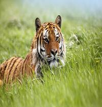Zamob Amazing Siberian Tiger