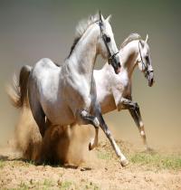 Zamob Amazing White Horses