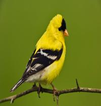 Zamob American Goldfinch