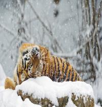 Zamob Amur Tiger 01