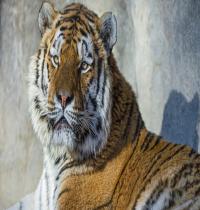 TuneWAP Amur Tiger Cat
