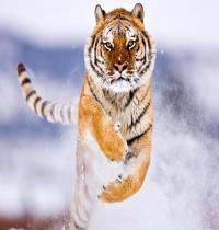 Zamob Amur Tiger in Snow