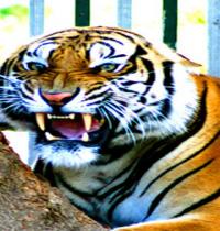 Zamob angry tiger