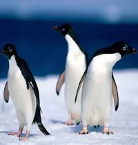 Zamob Animals Pinguine