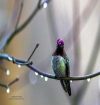 Zamob Annaand039 s Hummingbird