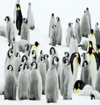 Zamob Antarctica Penguins
