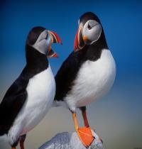 Zamob A Pair of Puffins