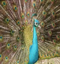 Zamob A Peacock
