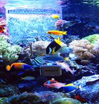 Zamob aquarium 03