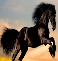 Zamob Arabian Horse Rampant