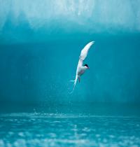 Zamob Arctic Tern